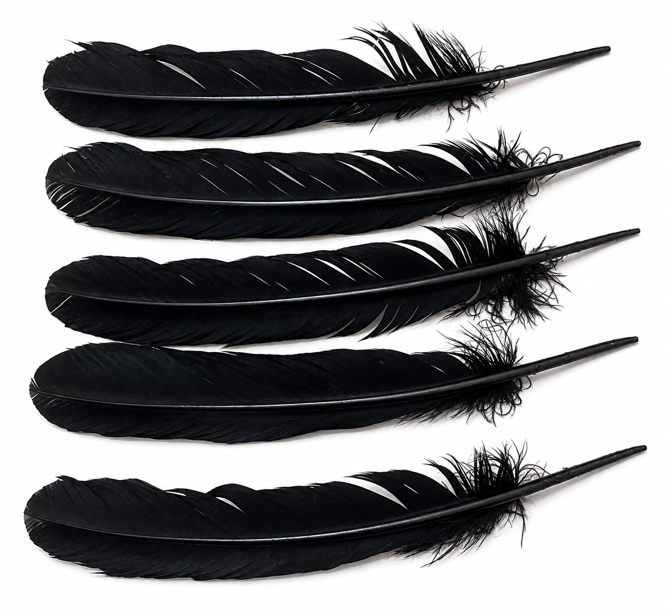 Turkey Feathers.
