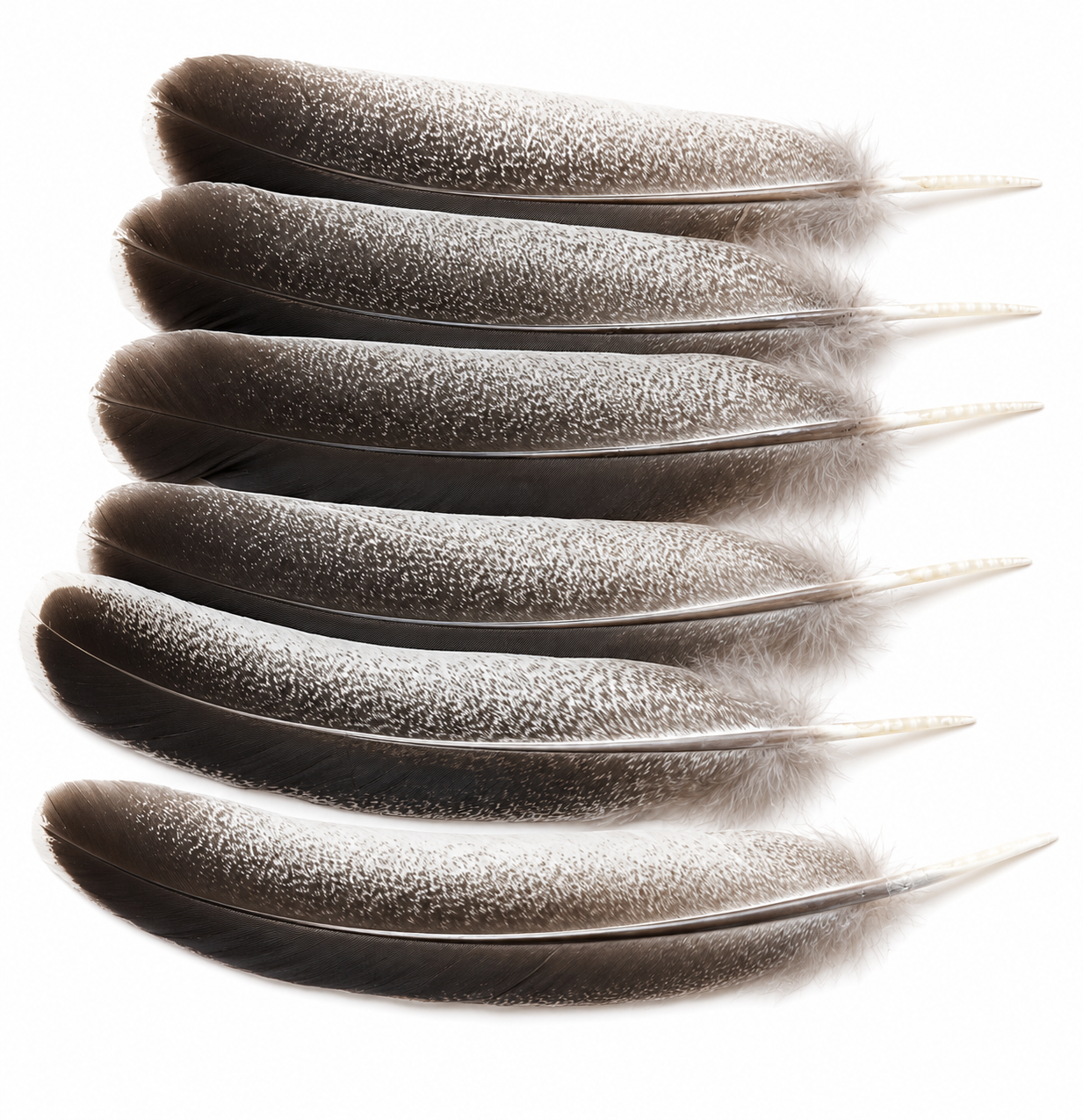 Eagle Feathers