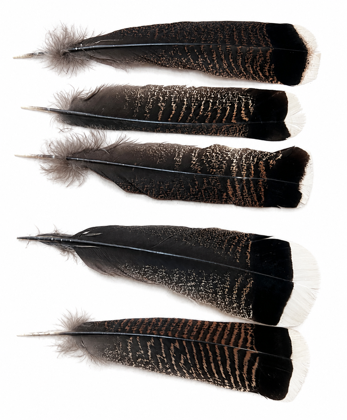 Eagle Feathers