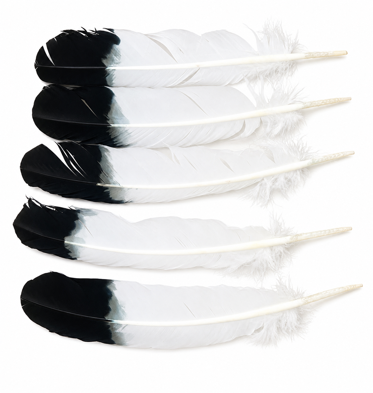 Eagle Feathers