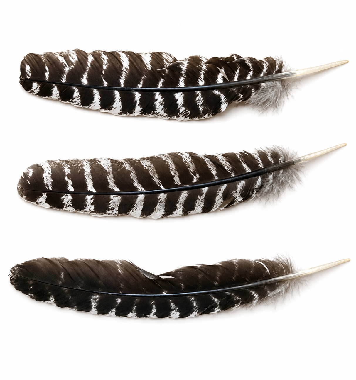 Turkey Feathers.